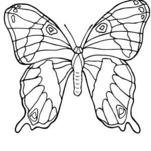 Desenhos de Butterflies para Colorir Imprimir Grátis 08
