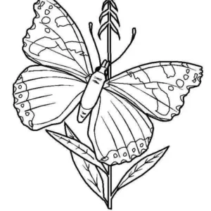 Desenhos de Butterflies para Colorir Imprimir Grátis 06