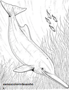 Desenhos de Pink dolphin para Colorir Imprimir Grátis 06